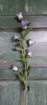 Campanula (klokjesbloem) zijden bloemen in lila/wit