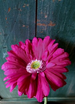 Gerbera zijden bloem in de kleur fuchsia 