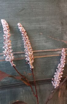 Amaranthus (kattenstaart) zijden bloem in Ivory