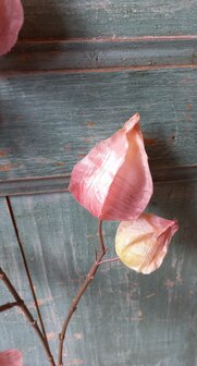 Lampionplant zijden tak in zalmroze/zachtgeel 