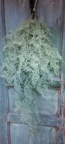  Asparagus frost kunsttak
