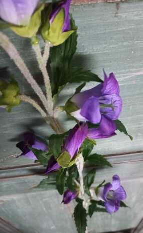Campanula (klokjesbloem) zijden bloemen in paars