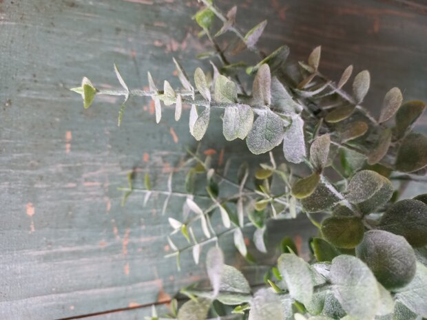 Eucalyptus bosje BRYNXZ (fijner blad) 