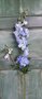 Delphinium-lichtblauw-zijden-bloemen