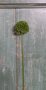 Allium-(klein)--kunststof-groen