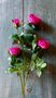 Roos-zijden-bloem-in-fuchsia