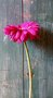 Gerbera-zijden-bloem-in-de-kleur-fuchsia
