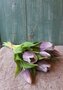 REALTOUCH-tulpen-in-GREYPURPLE-(nieuwe-collectie)
